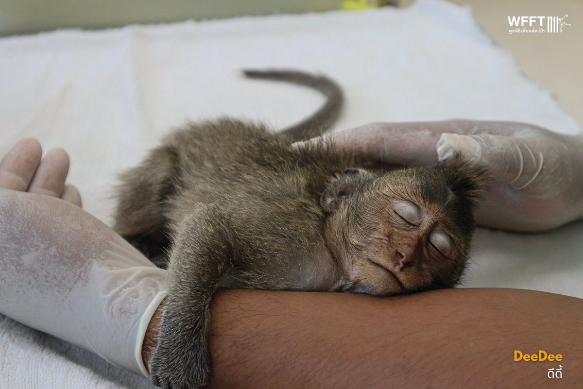 WFFThailand's tweet image. 💔Two orphaned #macaques, DeeDee &amp;amp; Mitchell, have arrived at #WFFT after being kept as pets. They now need lifelong care, safety &amp;amp; a chance to be macaques again. 💚 Please help give them their second chance: wfft.org/donate #PrimatesAreNotPets #WildlifeRescue