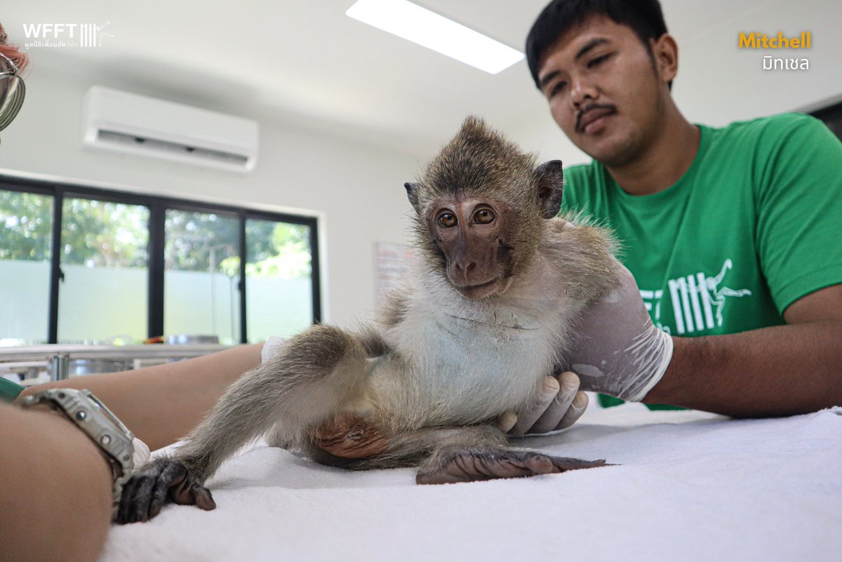 WFFThailand's tweet image. 💔Two orphaned #macaques, DeeDee &amp;amp; Mitchell, have arrived at #WFFT after being kept as pets. They now need lifelong care, safety &amp;amp; a chance to be macaques again. 💚 Please help give them their second chance: wfft.org/donate #PrimatesAreNotPets #WildlifeRescue