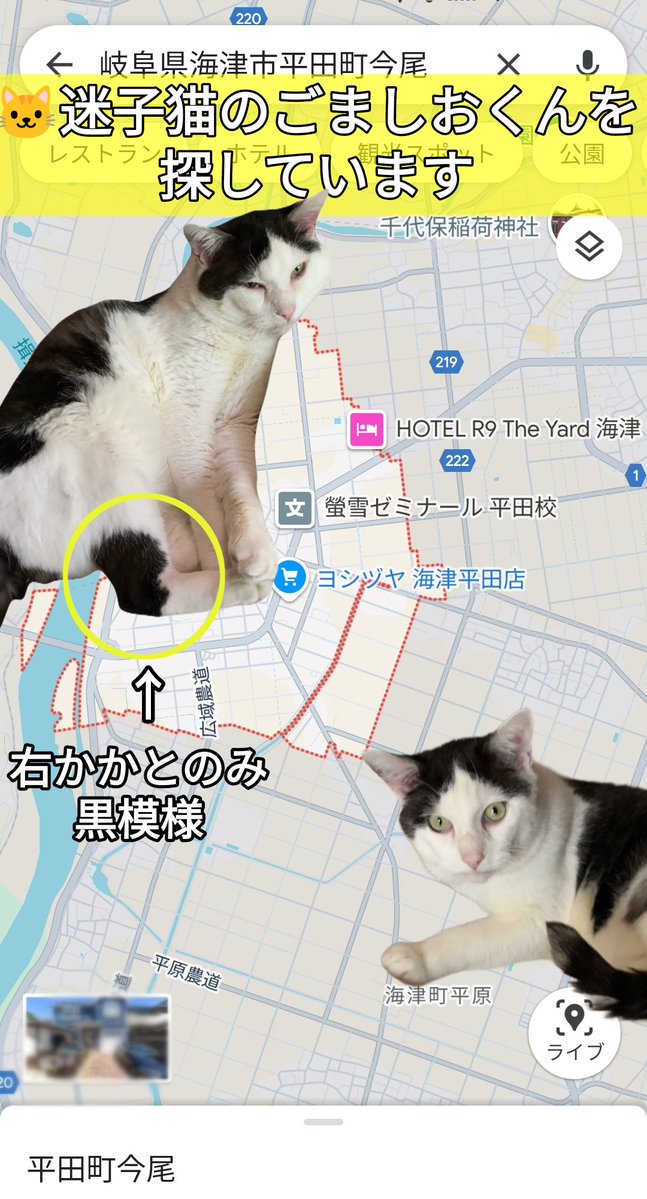 🐱ごましおくん

4/26 岐阜県海津市平田町今尾の自宅より迷子に
🆕昭和町方面で目撃情報

白黒ハチワレ 8才
手足とお腹は白 背中と尻尾は黒
右足かかとに黒模様

自宅近くで姿を確認してから時間が経ち、遠くへ移動している可能性も

目撃·保護情報は👇飼い主様までお願いします🙏

#迷子猫 #迷い猫