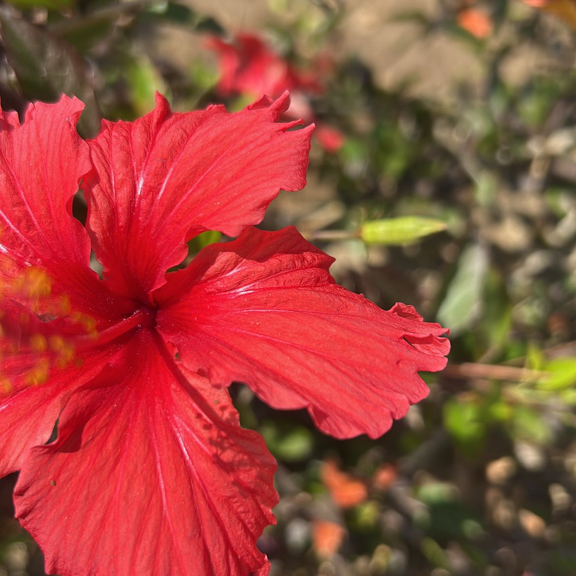 lamaralgd's tweet image. 🌺