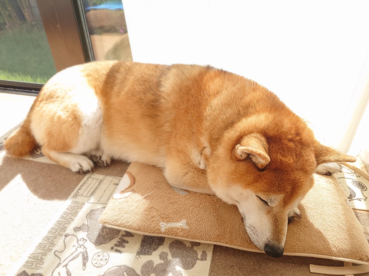 kumabolero0571's tweet image. お昼寝日和です_(　_*`ω､)_💤
風が吹くと窓際からモコ毛の大群が飛んできます(๑ `д´)･∵.　҉◌　҉◌ 💦
#朝活書写