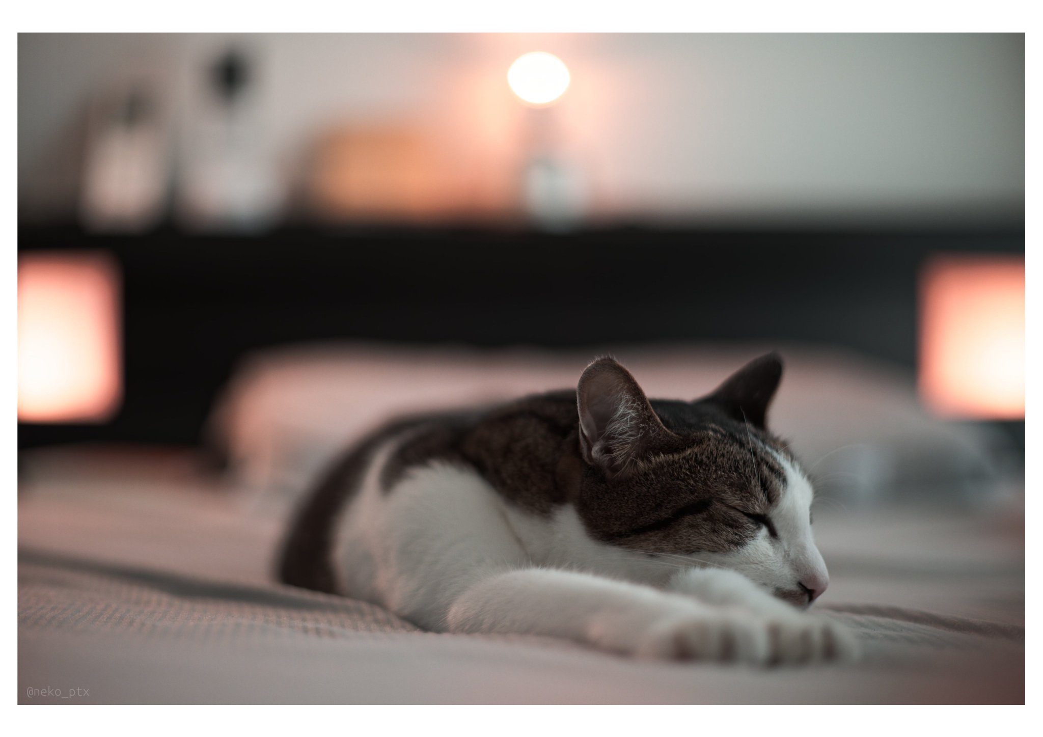 Katsuya Shibuki on X: 