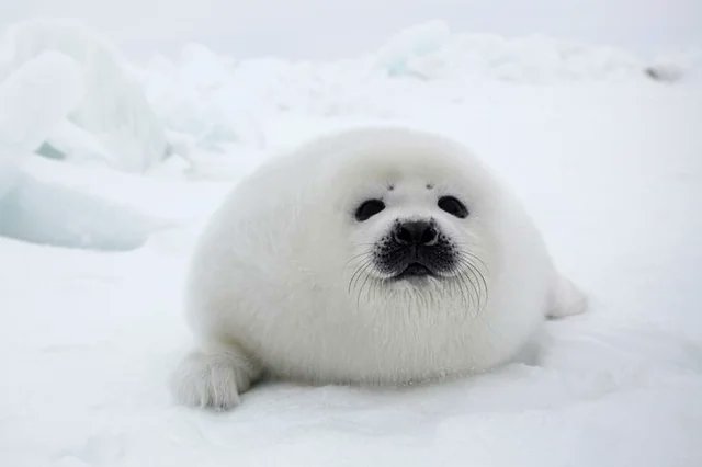 it's baby seal day