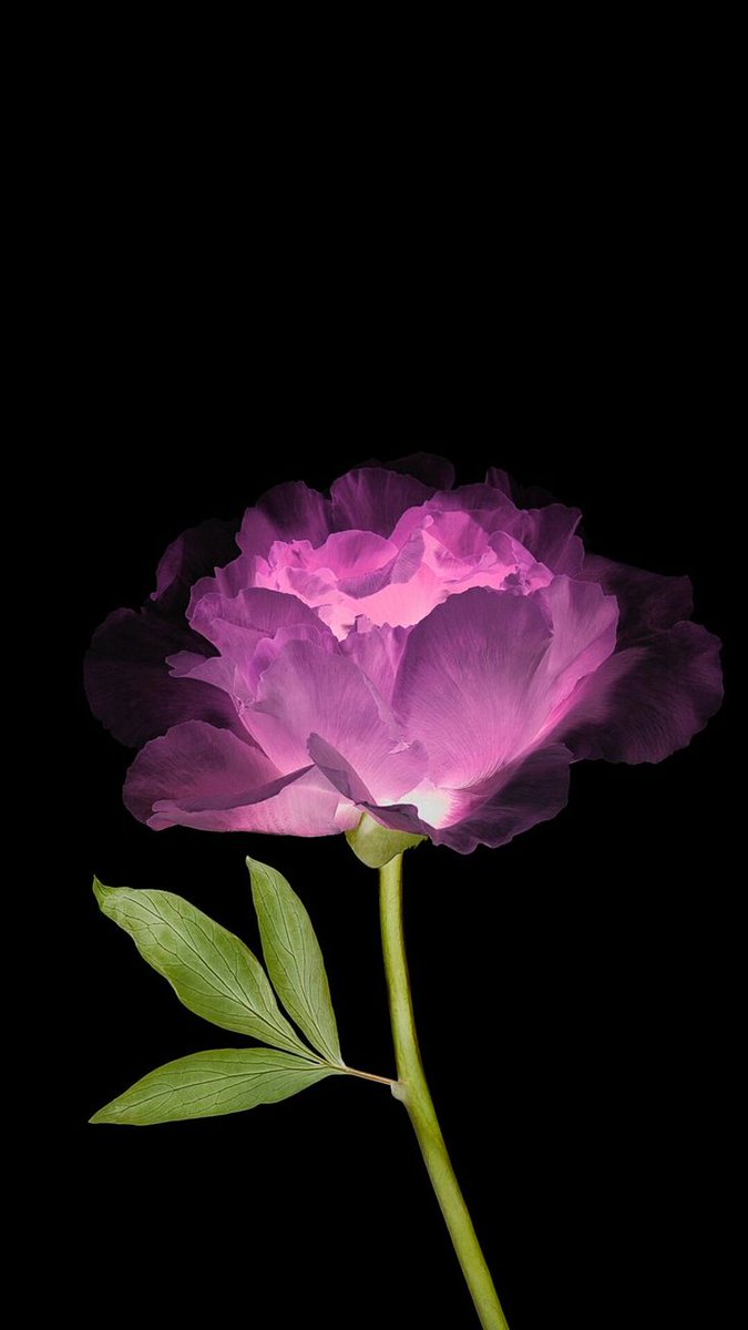 beatmywallpaper's tweet image. For those who bloom even in the dark
 #Wallpaper #iOS26 #LockScreen
