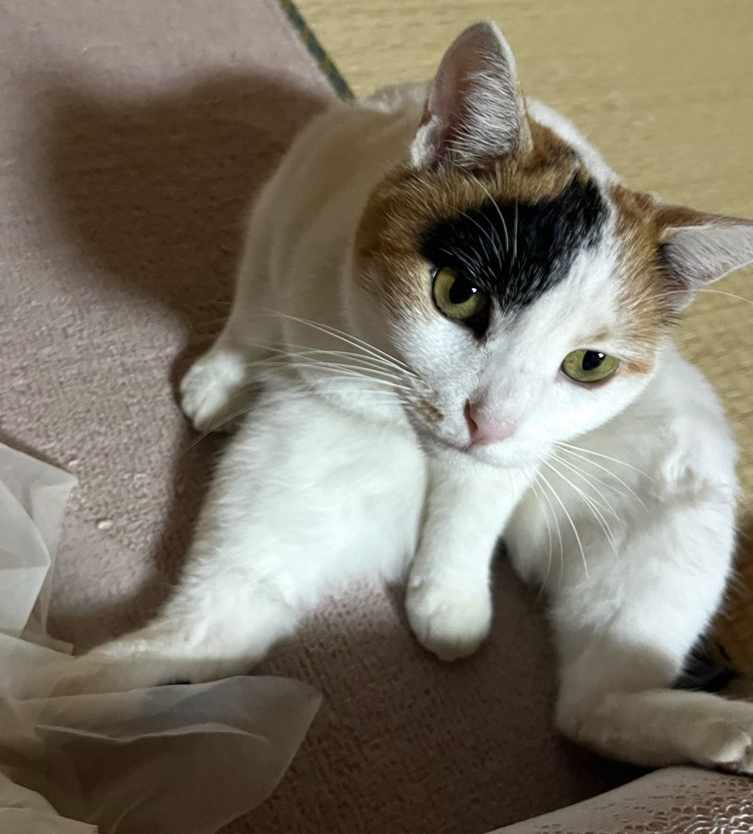 #猫の居る暮らし 
#猫がいる生活 
#猫がいる幸せ 
#猫好きさんと繋がりたい𓏲𓎨