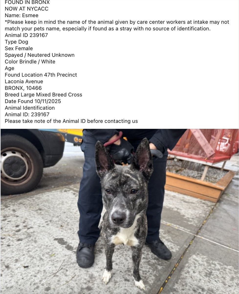 BeeDoDoobieDo's tweet image. 🔥Are you missing your dog? Did you dump your dog?
🚨Come on Bronx, secure your pets! Dropped at 47th Precinct on 10/11/2025
☎️Call NYCACC at 212-788-4000 and ask for dog by animal i.d. in picture.
POSTED by #TeamAnimalVoice networkers
