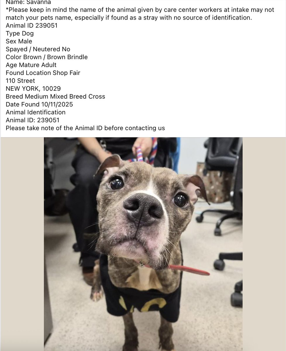BeeDoDoobieDo's tweet image. 🔥Are you missing your dog? Did you dump your dog?
🚨Come on Manhattan, secure your pets! Found 10/11 at the Shop Fair location at 110th Street
☎️Call NYCACC at 212-788-4000 and ask for dog by animal i.d. in picture.
POSTED by #TeamAnimalVoice networkers