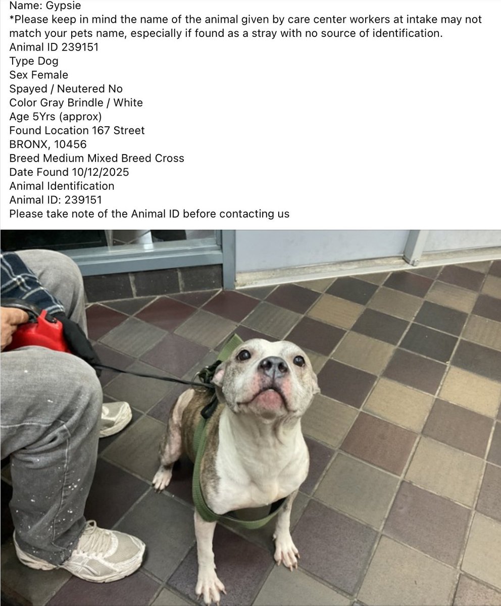 BeeDoDoobieDo's tweet image. 🔥Are you missing your dog? Did you dump your dog?
🚨Come on Bronx, secure your pets! Found 10/12 on 167th Street
☎️Call NYCACC at 212-788-4000 and ask for dog by animal i.d. in picture.
POSTED by #TeamAnimalVoice networkers