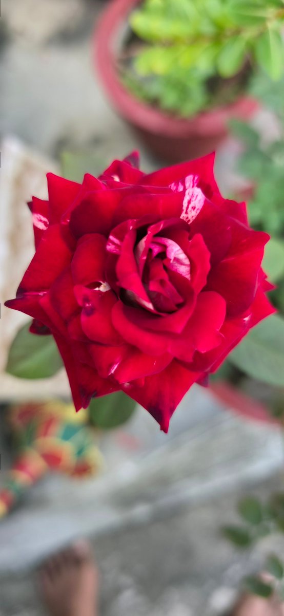 She's here! 😍 So happy to see my rose bloom after a two-month wait. Look at that colour!