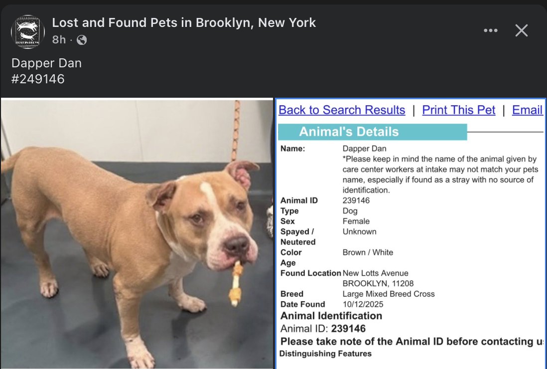 BeeDoDoobieDo's tweet image. 🔥Are you missing your dog? Did you dump your dog?
🚨Come on Brooklyn, secure your pets! Found 10/12 on New Lotts Avenue.
☎️Call NYCACC at 212-788-4000 and ask for dog by animal i.d. in picture.
POSTED by #TeamAnimalVoice networkers