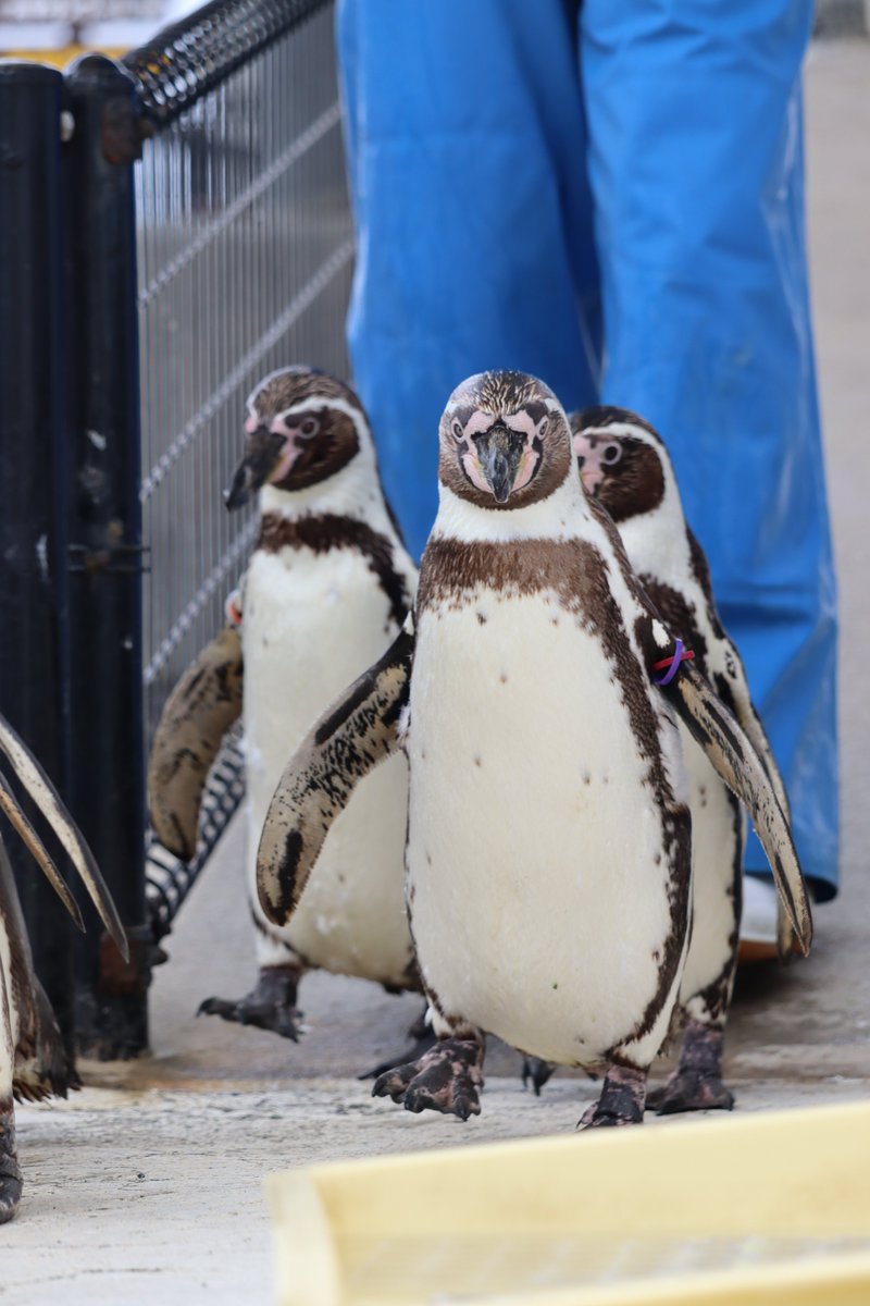 ペンギン - Search / X