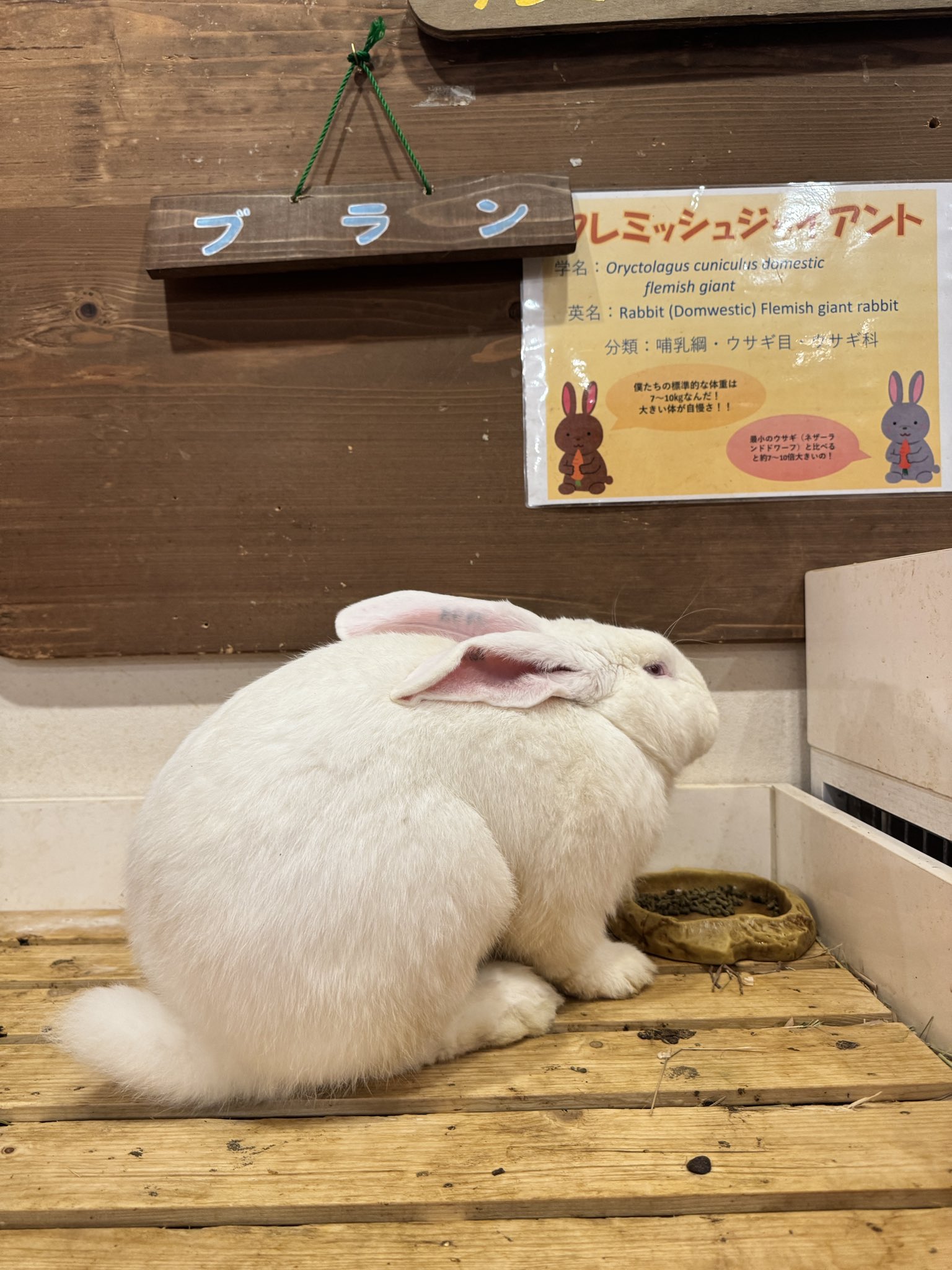 うさぎです。 mqdefault.jpg