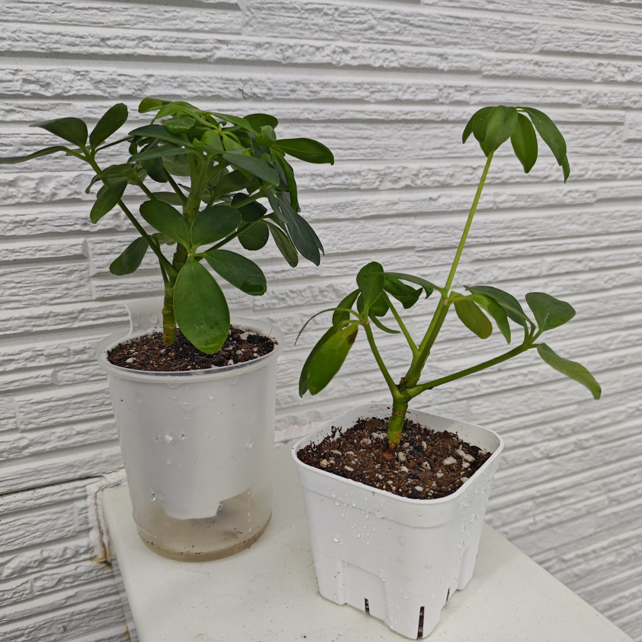 植木鉢 楽天市場】コンクリート 鉢 ワイド 60型 セメント プランター