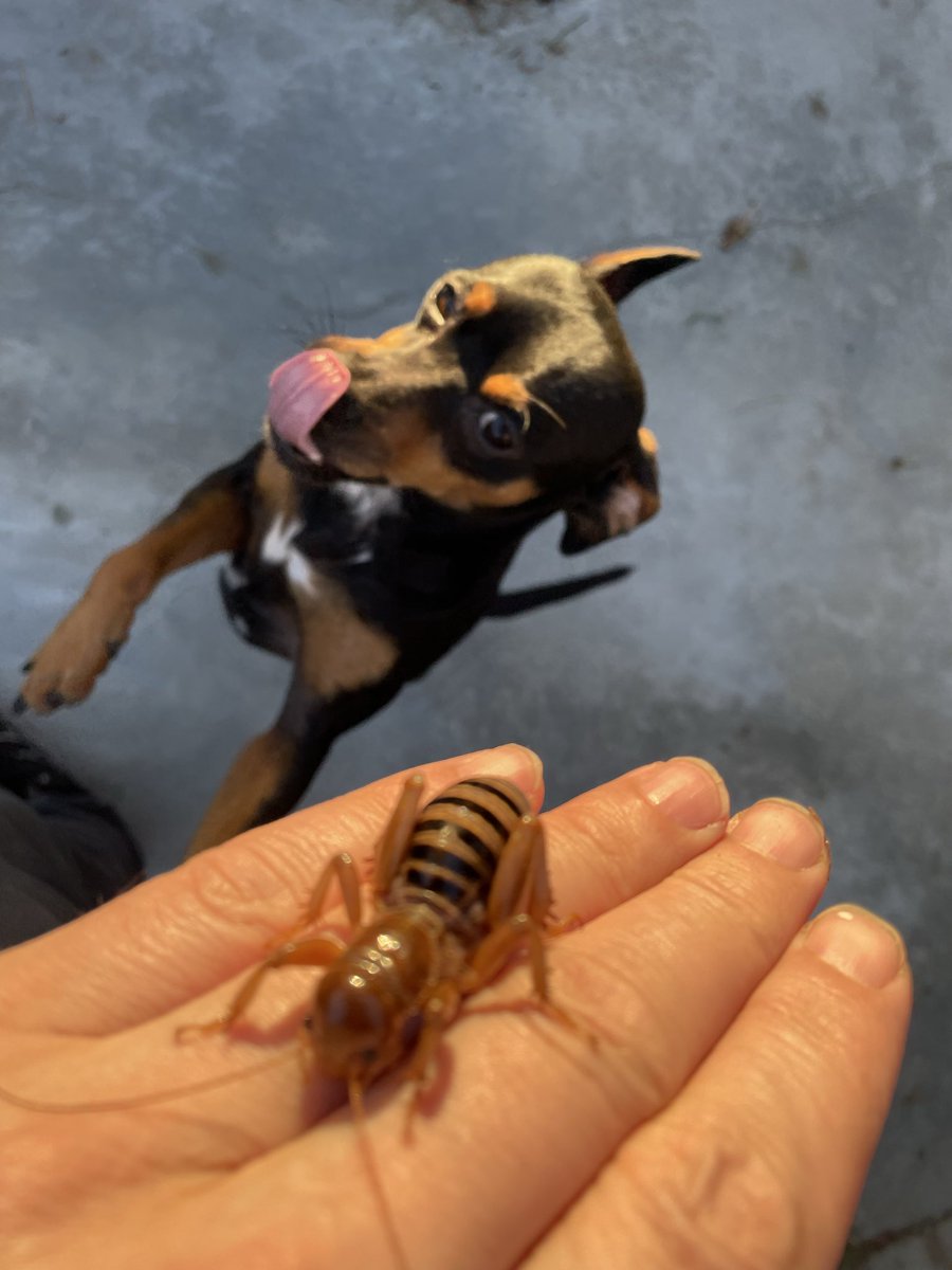 Me: Grok, what bug is this?!

Grok: This is a mole cricket (family Gryllotalpidae), specifically likely a Gryllotalpa gryllotalpa or a similar species in the genus Gryllotalpa, depending on your location.
Key Identifying Features:
•  Body structure: Robust, shovel-like front