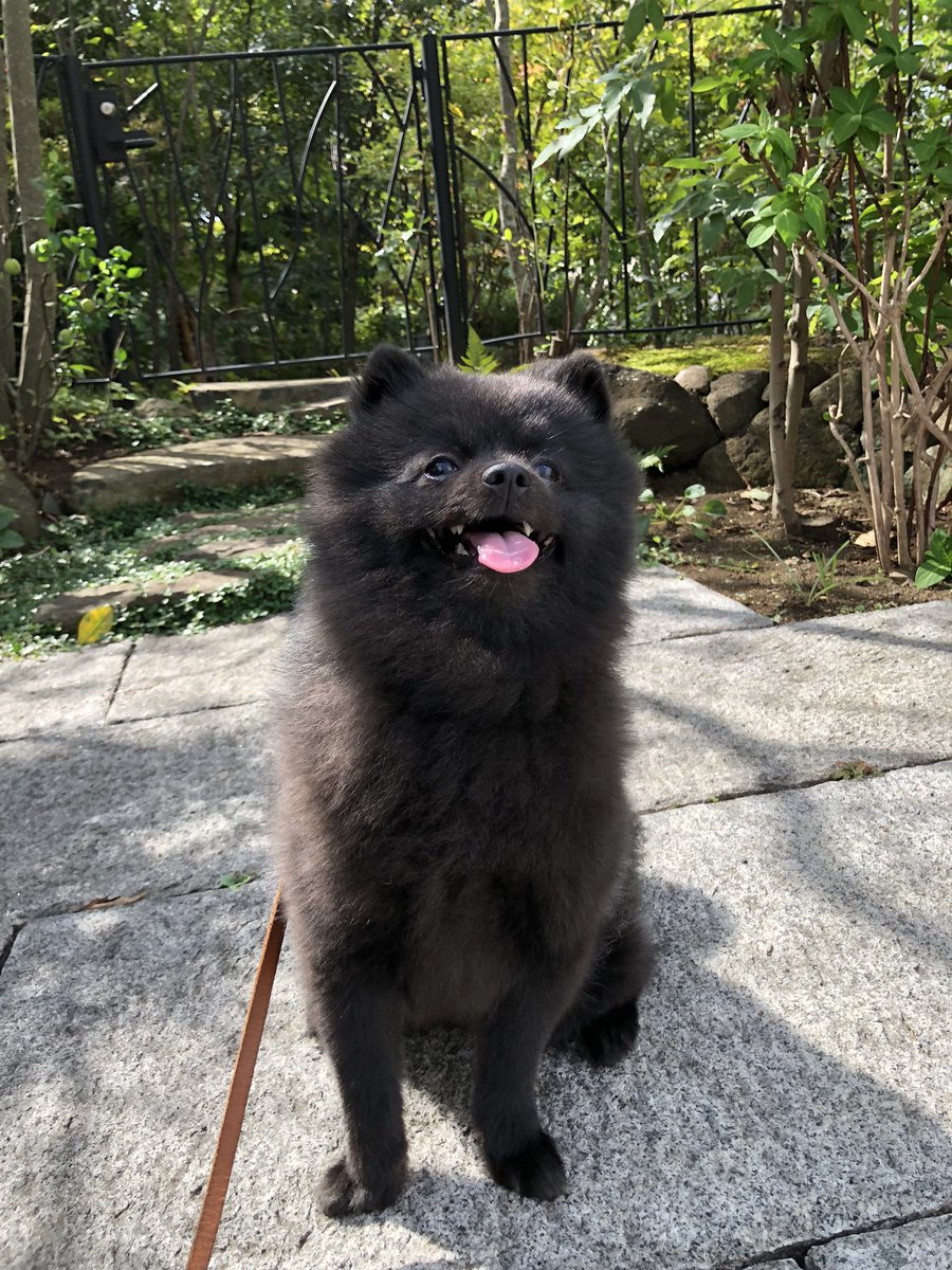 こんにち🐻です☀️
今日もlongで朝んぽ🐾本当良く歩くから暑くて💦疲れる😮‍💨なんかこの写真中型犬くらいデカく見える😂

#ポメに見えないな
#ポメラニアン
#犬好きさんと繋がりたい
#あぁお休みが終わってしまう