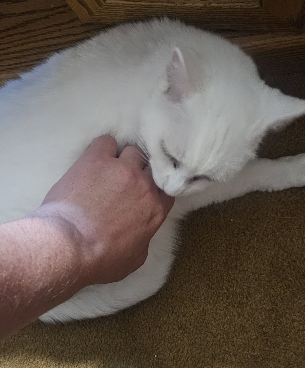 jordangeville's tweet image. Happy Catsgiving!  #CatsOfTwitter #modelcat