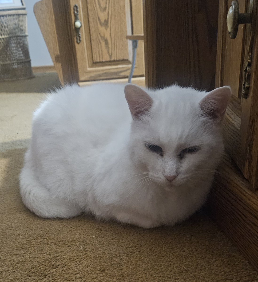 jordangeville's tweet image. Happy Catsgiving!  #CatsOfTwitter #modelcat