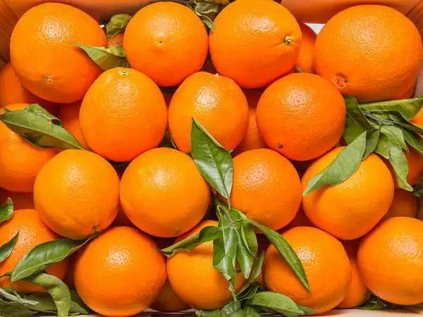 FRUITS_ANNINDoF's tweet photo. 初Tag🏷
05/🚹/新潟
FRUITS ZIPPER 鎮西寿々歌推し🧡 
人生初の推しです！可愛い
東京ドームが単独ライブ初参戦の初心者ふるっぱーだけどみんなと仲良くできたら嬉しいです🫶
♡ or RT で家までお迎えに行きます！
#ふるっぱーさんと繋がりたい
#ふるっぱーさんと仲良くなりたい 
#推すず #鎮西寿々歌 https://t.co/rsEjNyoNKj