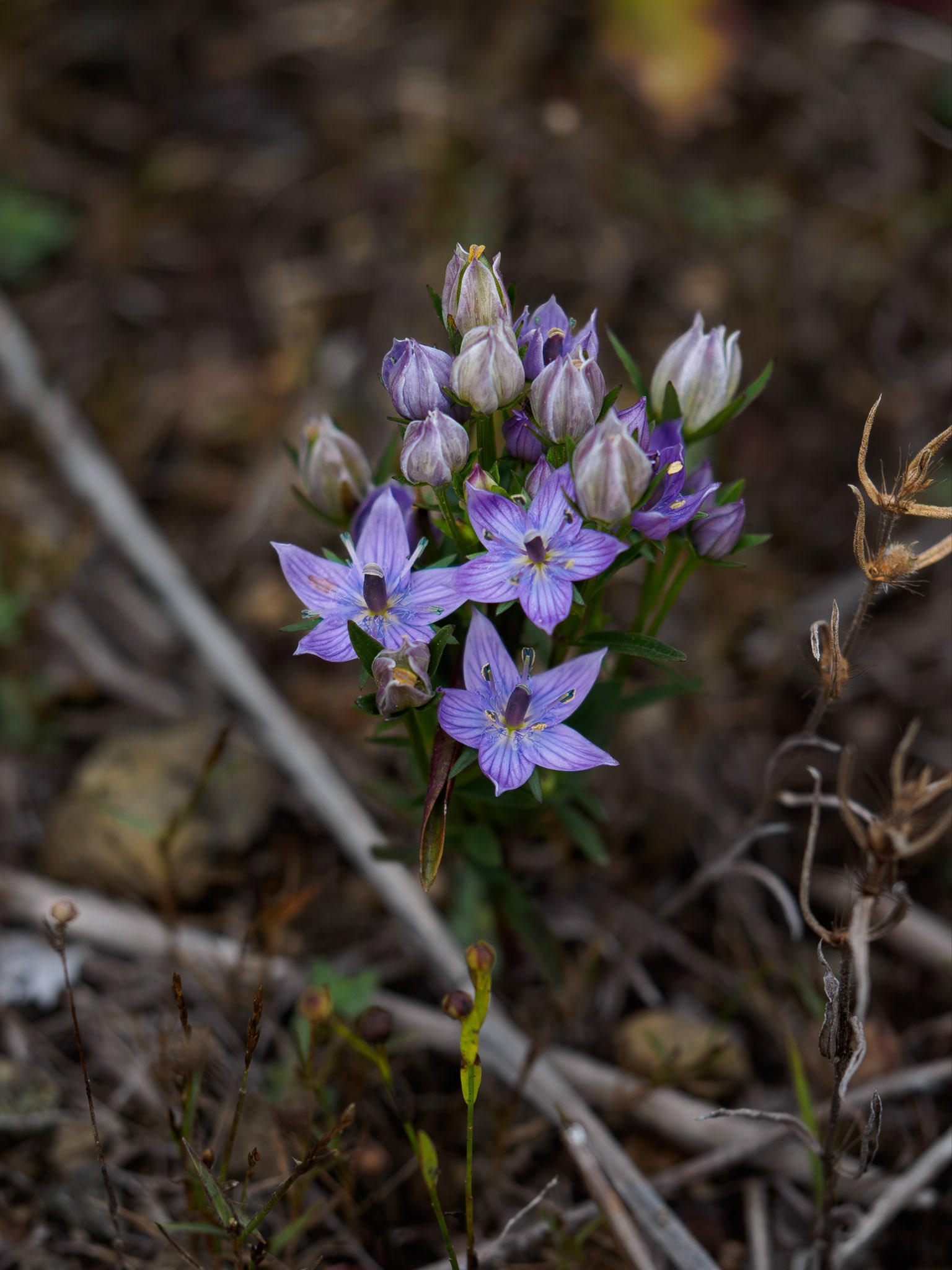 ムラサキセンブリ苗木 ムラサキセンブリ | 散歩道の手づくりしてみました & 狭山丘陵散歩