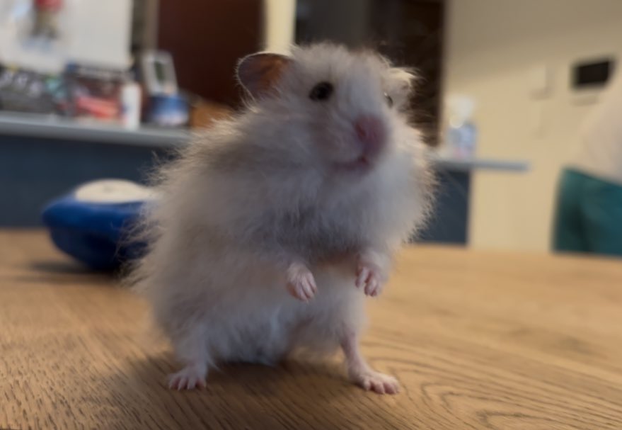 ﾎﾟﾔﾝ