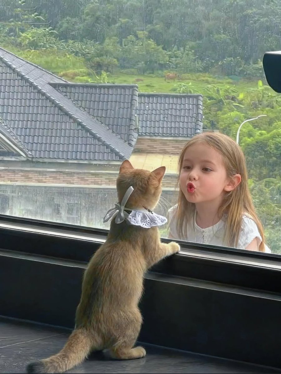 NoCatsNoLife_m's tweet photo. Beautiful world 🥹🧡 https://t.co/8OCZXOhgFf