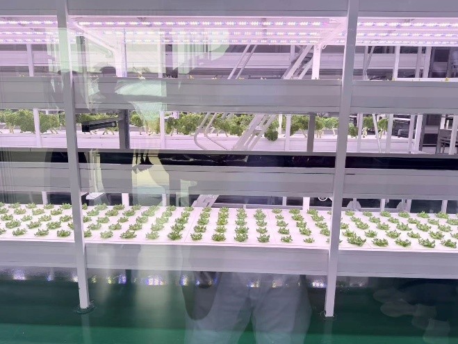 Smart Agriculture in Action 🇵🇰🇨🇳
Pakistani delegation visits Weifang’s Intelligent Plant Factory &amp; Smart Seedling Center — exploring AI, IoT &amp; Big Data in modern farming under CPEC Phase II. 
Empowering youth, boosting innovation &amp; sustainability!

UNI International