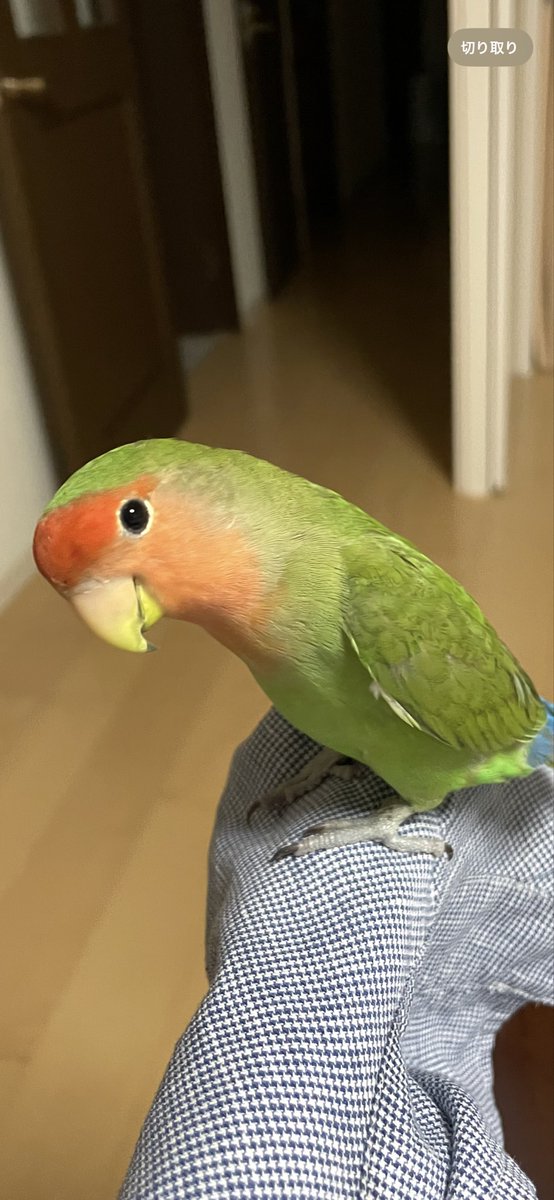 迷子のコザクラインコくぅちゃん on X