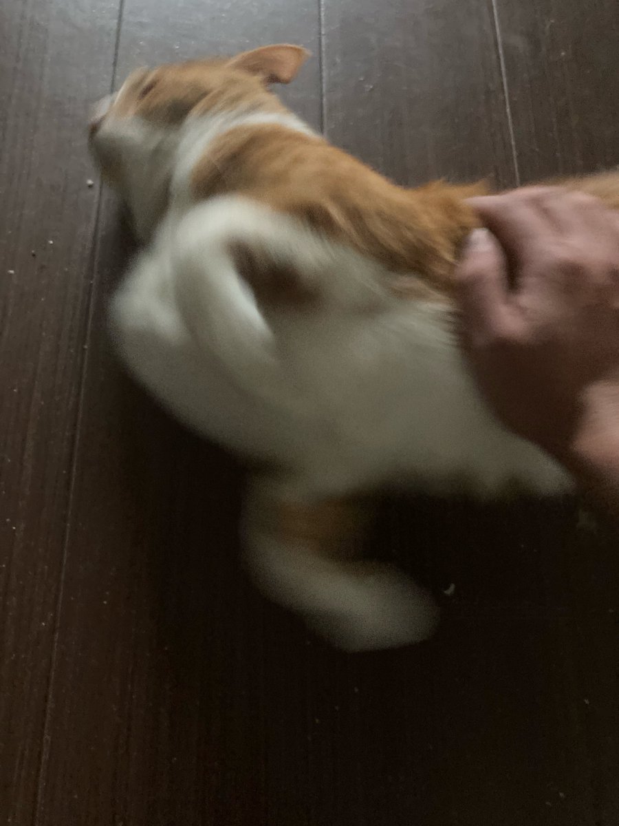 とらちゃんさん甘えんぼにゃんこ🐈