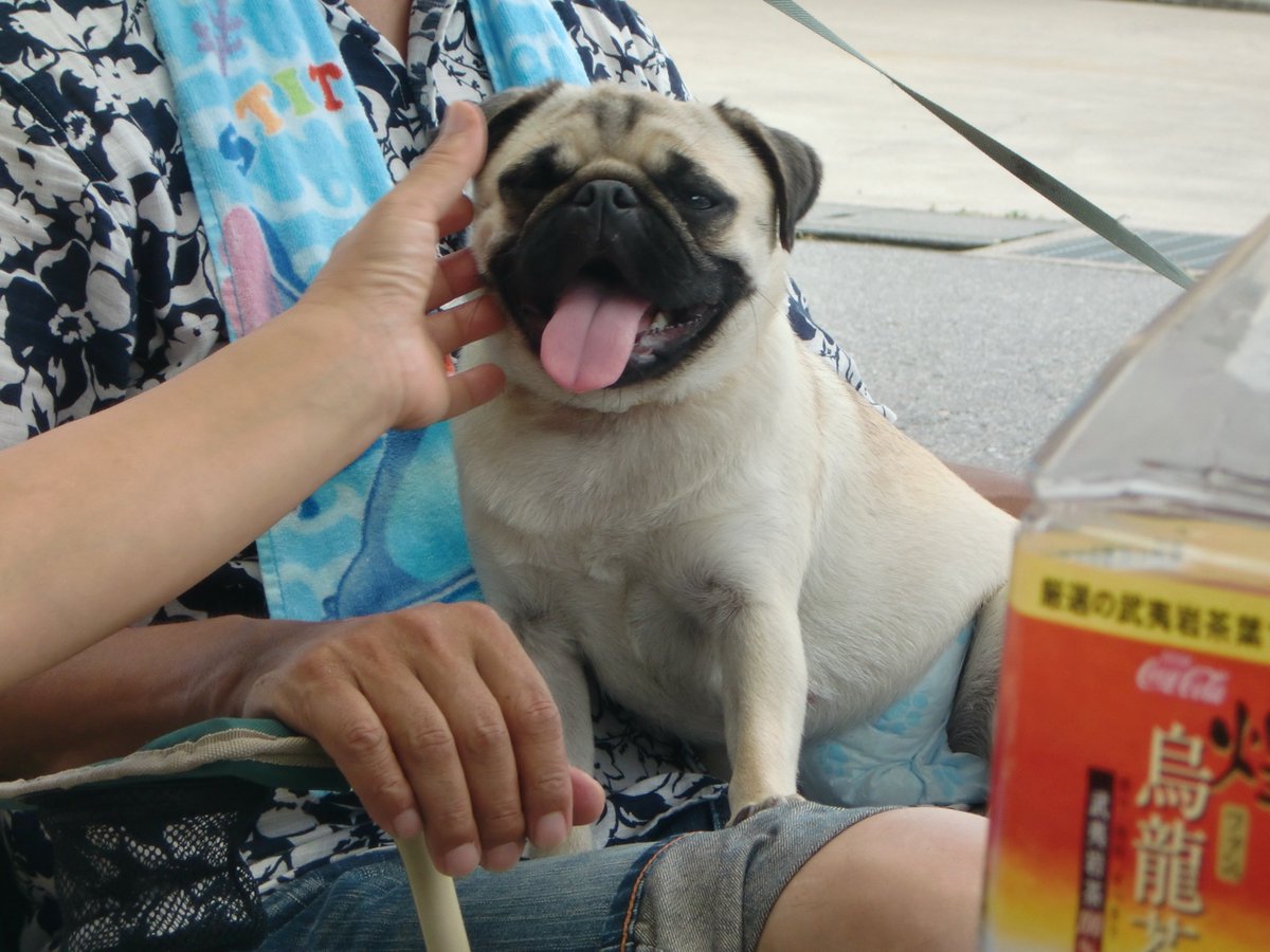 実家のソファーでお昼寝してたらあんずちゃんがクッションで爪研ぎをする音が聞こえました
今も見えないだけでいるのかなぁ？