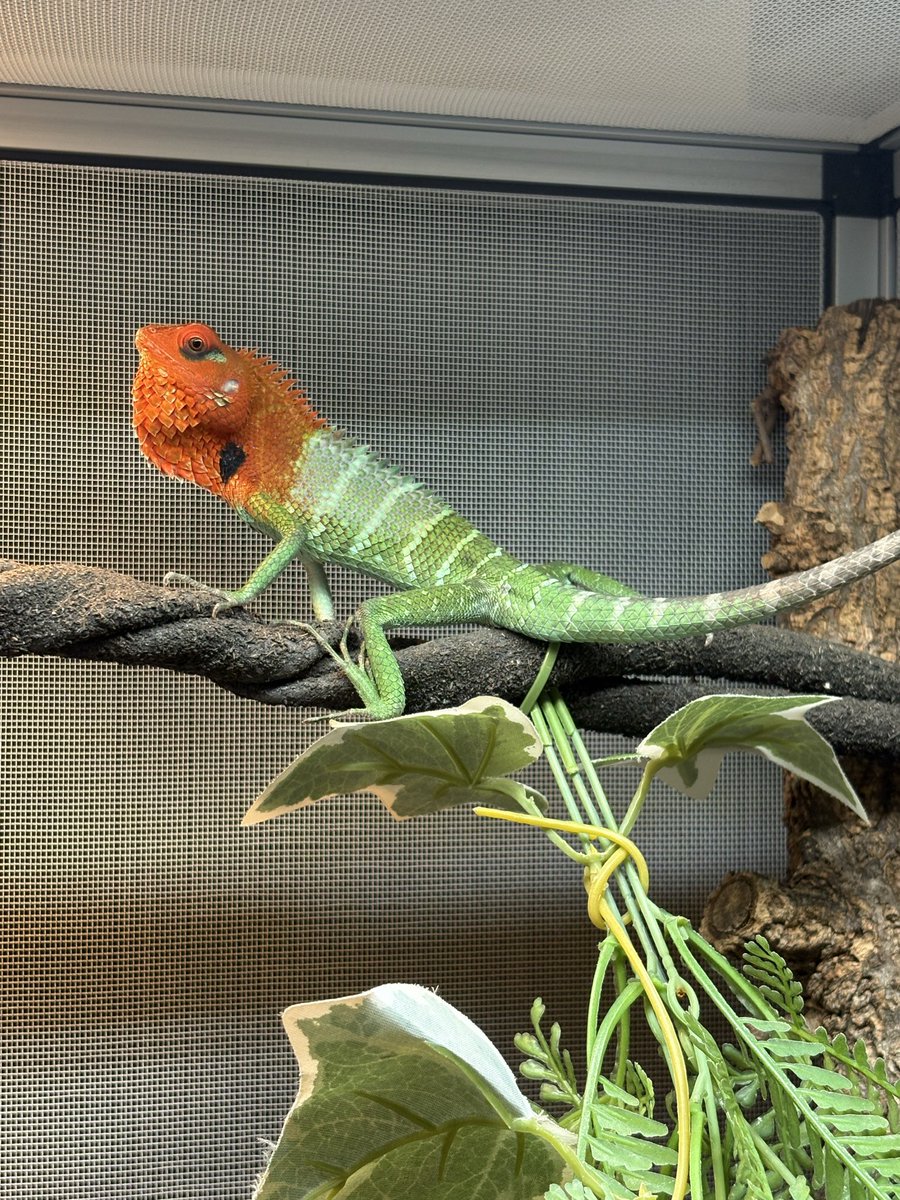 ちょっと写真撮るだけでこうなるオス君😡

#ホンカロテス