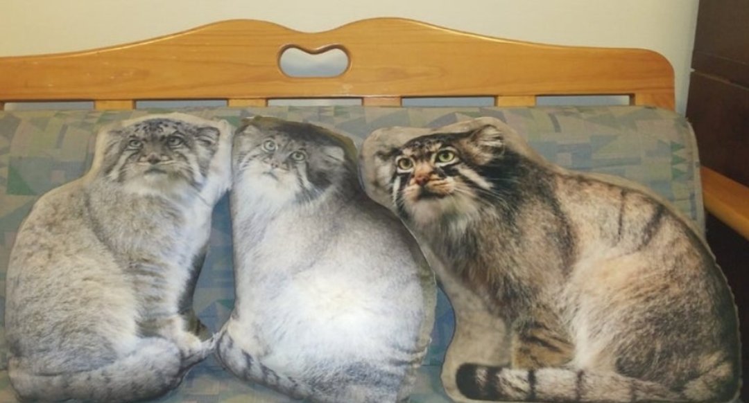 エル、おめでとう
素敵な御名前を選んでもらえて
よかったね
パネルの写真撮り📷に行きたいなぁ
#マヌルネコ
#三英傑