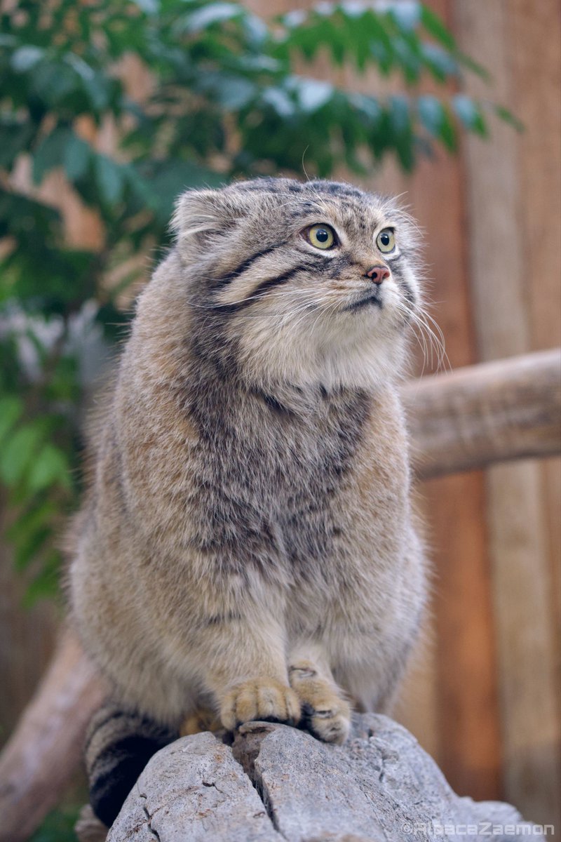 アルパカざえもん (@alpacazaemon) on Twitter photo 