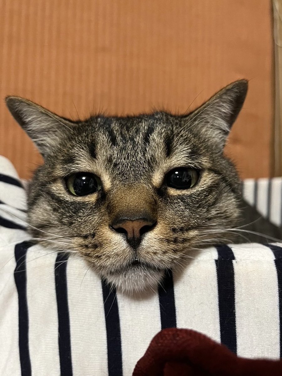 レノックス猫 ( 大きなサイズ ) Eye to Eye Lovory Cat 【公式通販】