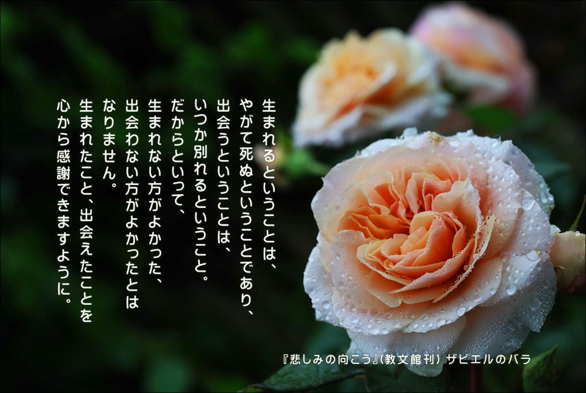 生まれるということは、
やがて死ぬということであり、
出会うということは、
いつか別れるということ。
だからといって、
生まれない方がよかった、
出会わない方がよかったとはなりません。
生まれたこと、出会えたことを
心から感謝できますように。