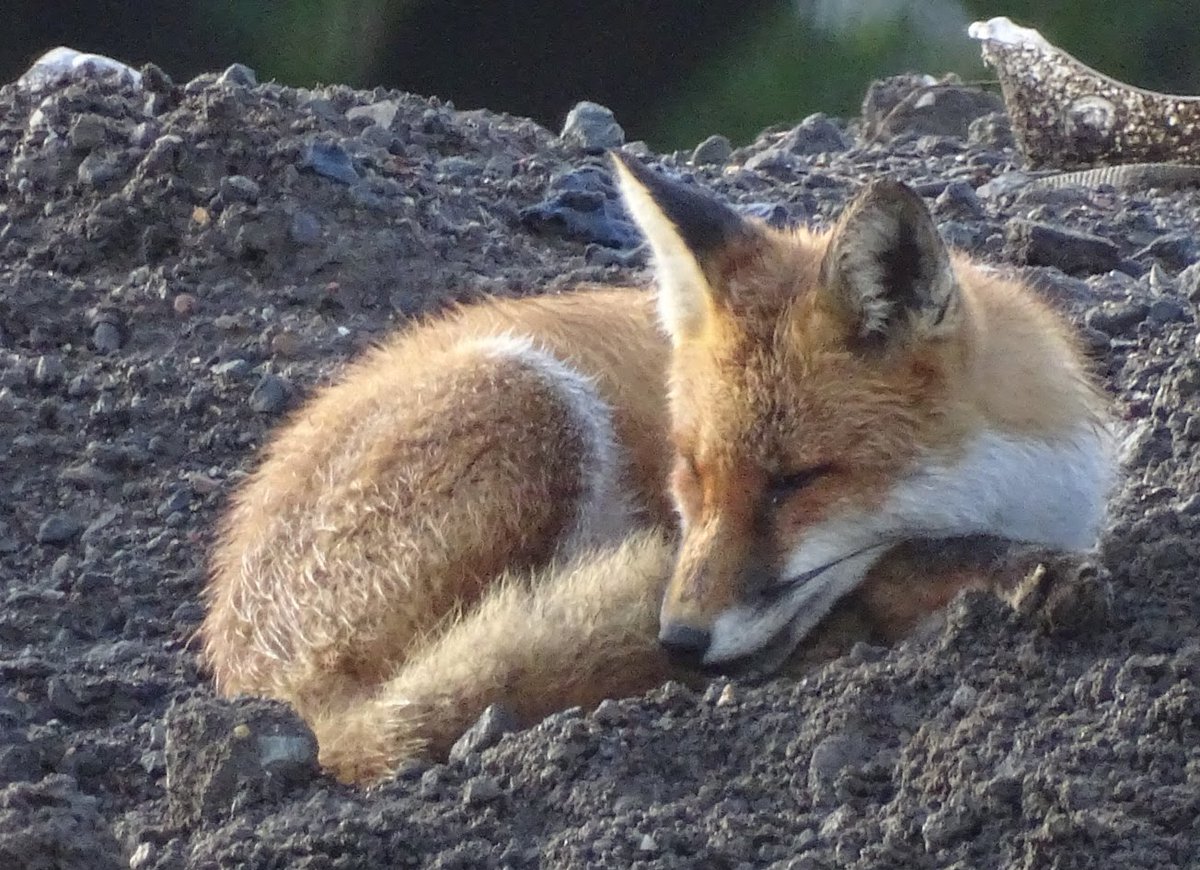 dBwarro's tweet image. Sleeping in 2021 #FoxOfTheDay