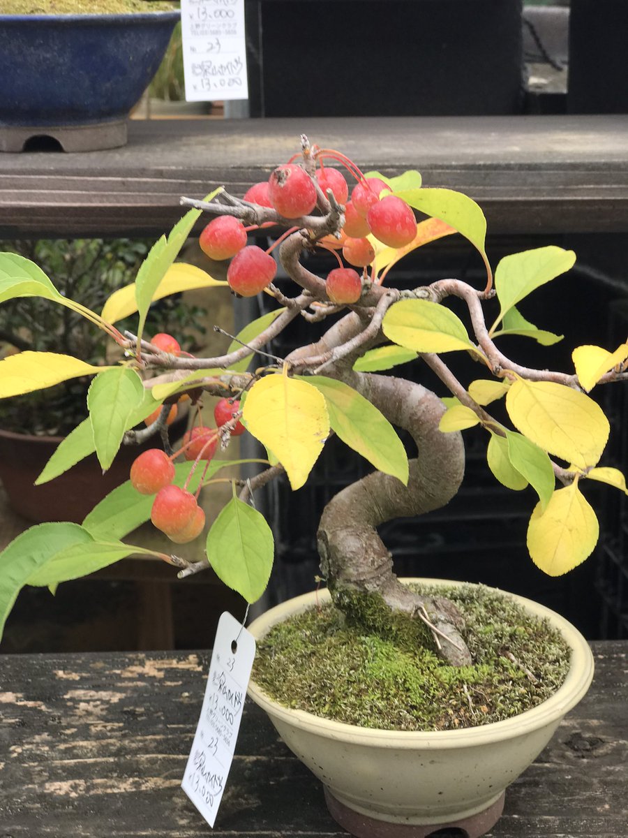 上野グリーンクラブ常設売店 on X