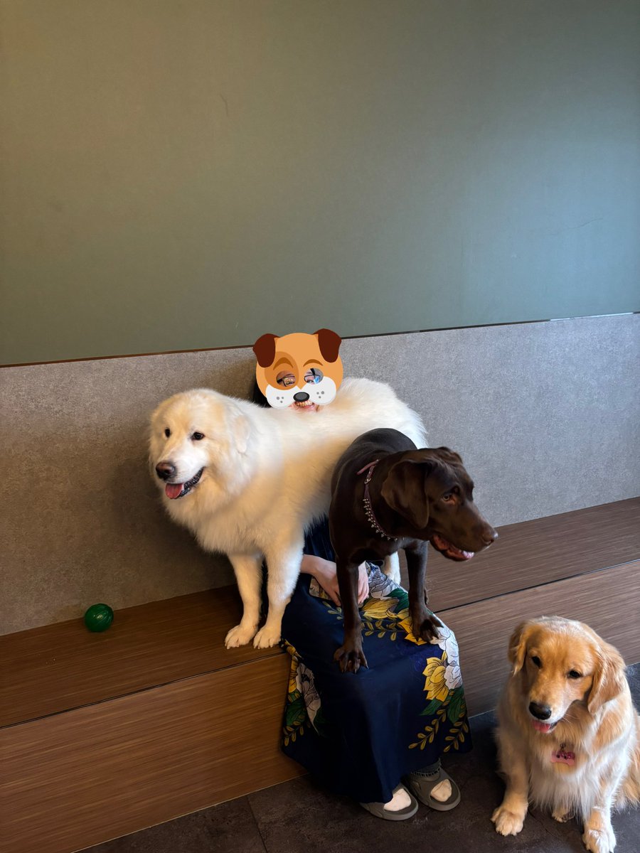 大型犬カフェはいいぞぉ