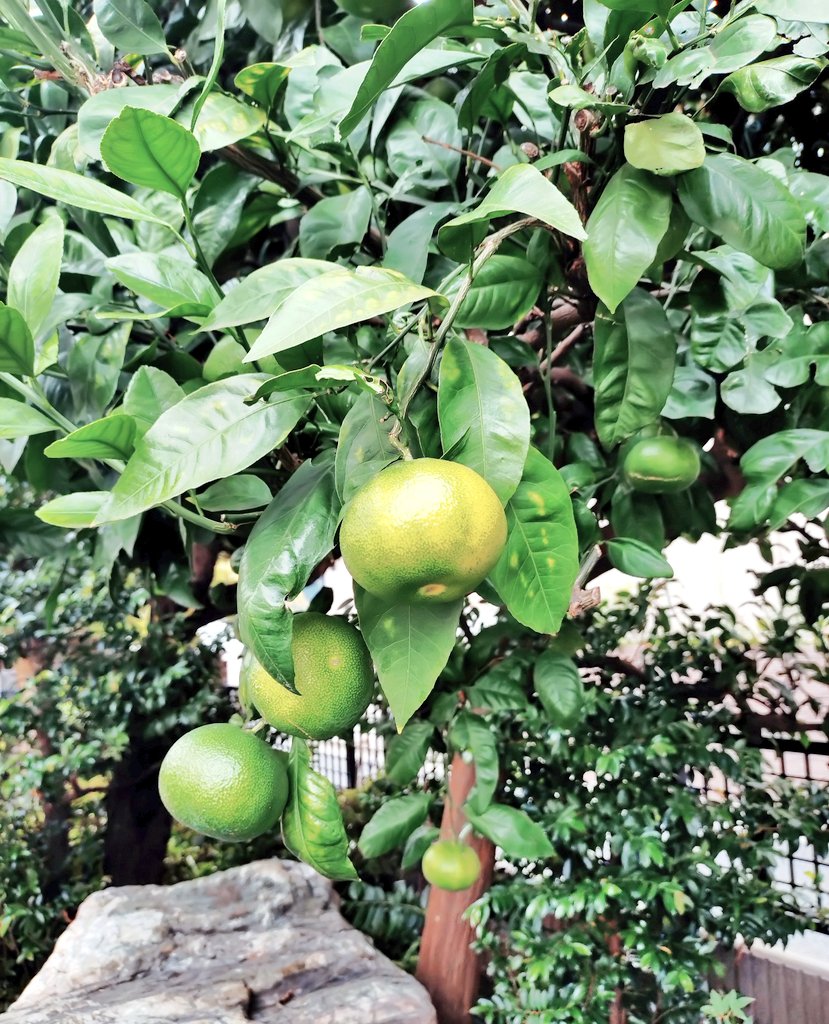 少し黄色くなってきた🍊🍊🍊