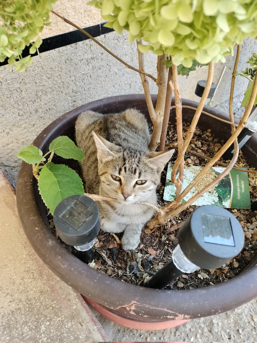 gabar311's tweet photo. kitty dump https://t.co/LDL37QuCfL