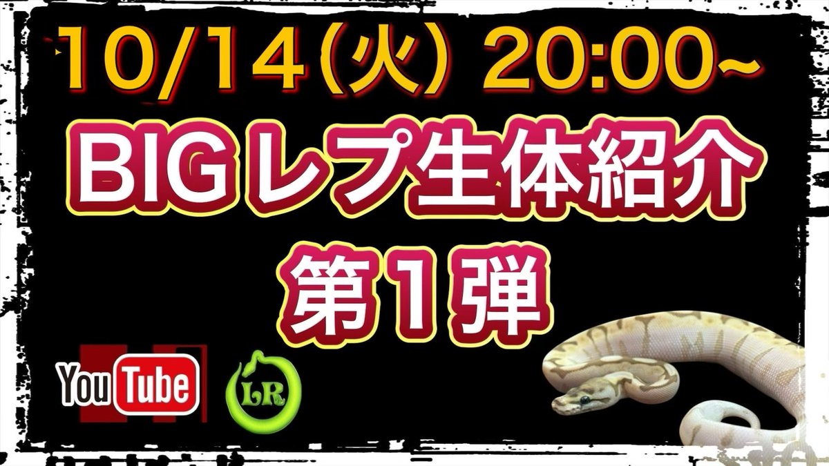 いよいよ今週末は、
東京ビックサイトでのイベント‼️‼️‼️
BIGレプ東京ですね💕︎
LRは今年初の関東イベント😍🥳😍
この時期ならではの自慢のLRCBを持っていきますね😆
そしてイベント当時はブースに海外からサプライズゲストも一緒に立ってくれます🤩🤩🤩