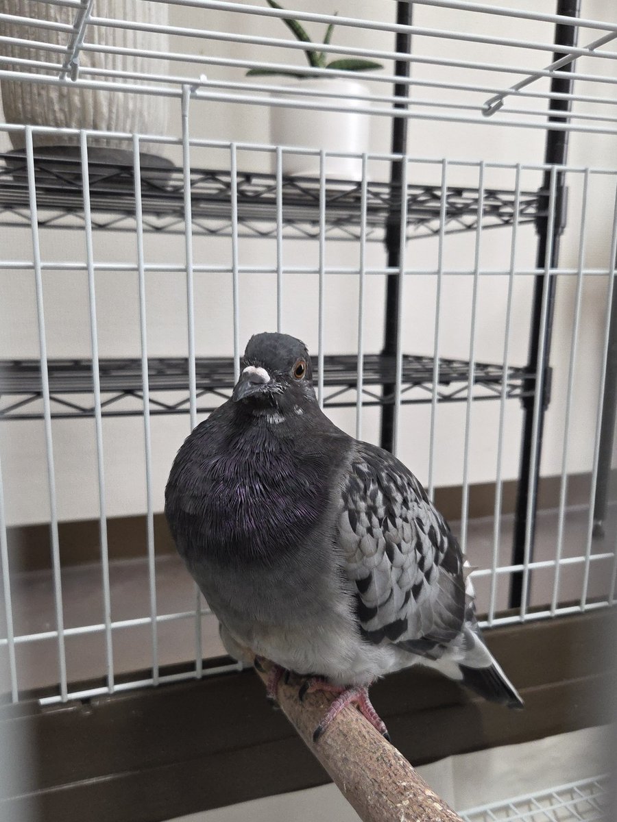 鳩村うさぽ🥖🥐🐦💕🍜 (@HatoUsapo) / X