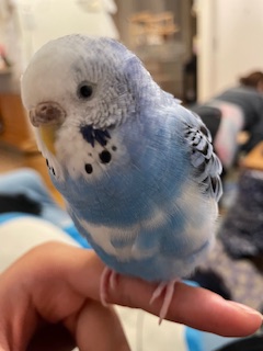 TSUBASA6077's tweet photo. 【拡散希望】
セキセイインコの迷子情報です

場所：茨城県土浦市富士崎
日時：25/10/13   13時
名前：らむね
特徴：人懐っこい　肩や頭に乗るのが好き

情報お持ちの方、下記までご連絡を
npotsubasa@tsubasa0615.org
情報拡散のご協力お願いします https://t.co/fPyM6yImIv