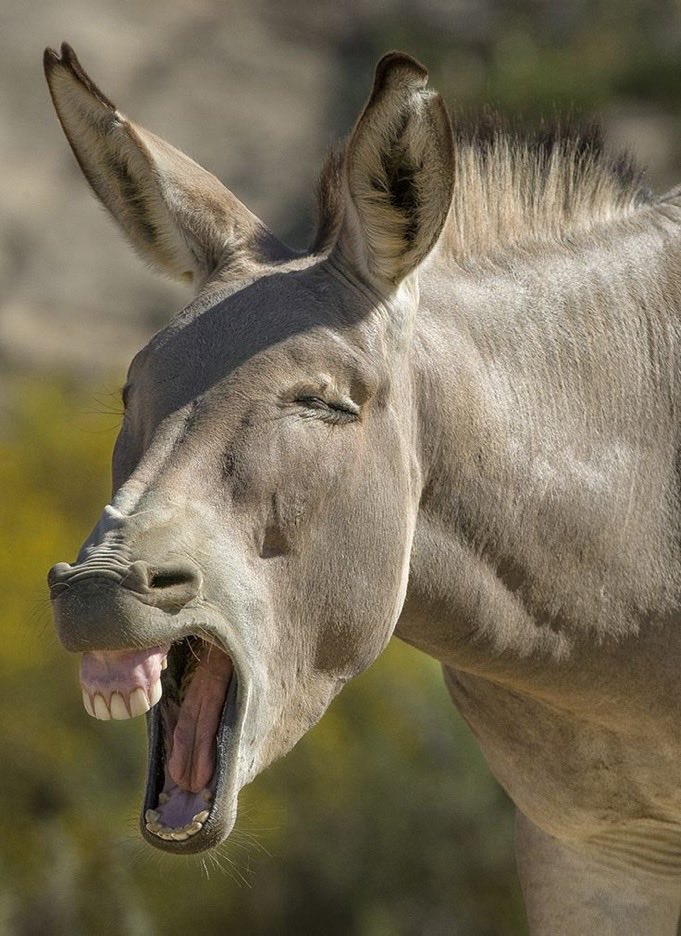 jhazani's tweet image. #doh #polarity #big