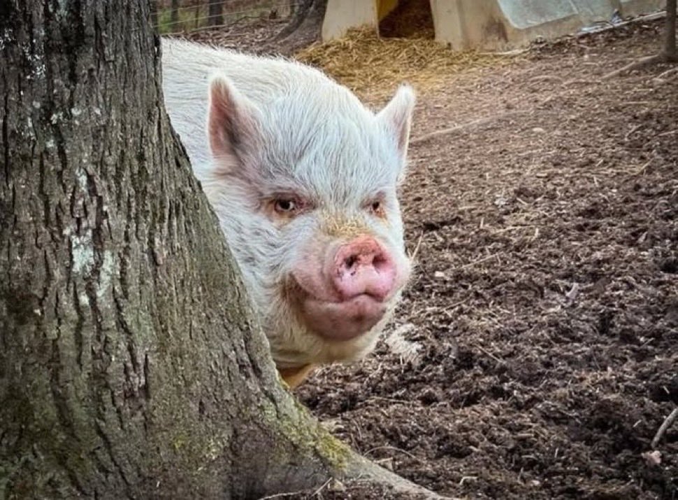 georph's tweet image. 