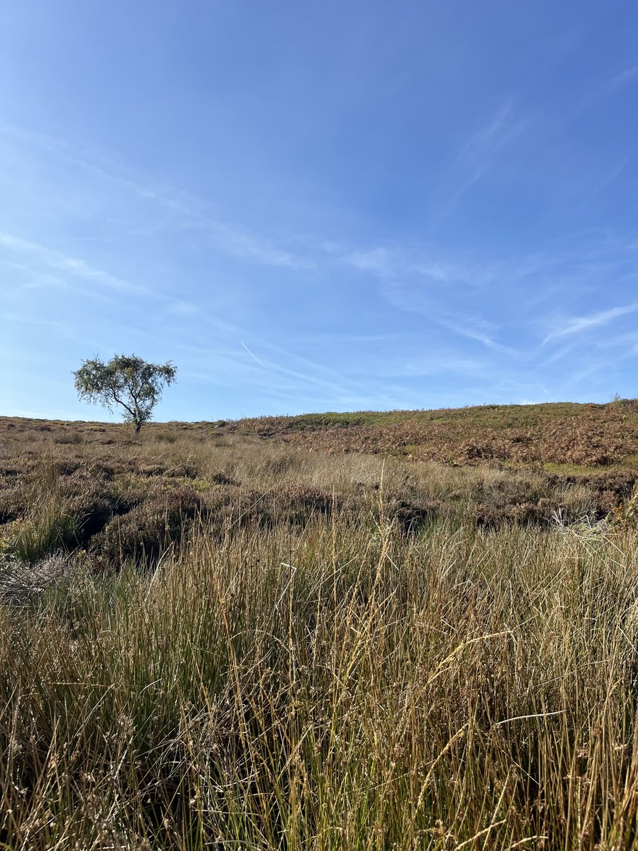 hikingshawty's tweet image. pics from yesterday’s walk &amp;lt;3