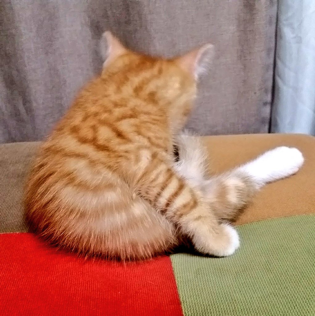 darucharo's tweet photo. 成長した、健康でなにより🤣#cats  #猫の居る暮らし #成長 #秋はいつ来る #暑い https://t.co/tevVPfzelt