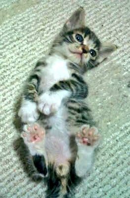 darucharo's tweet photo. 成長した、健康でなにより🤣#cats  #猫の居る暮らし #成長 #秋はいつ来る #暑い https://t.co/tevVPfzelt