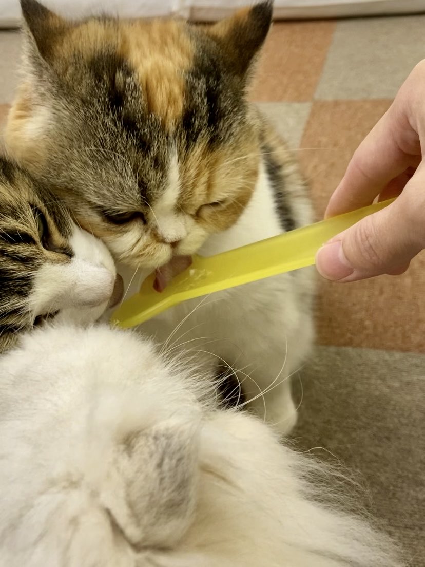 catcafenyankoto's tweet image. 本日の遠隔おやつ🍦
購入してくださった方にはもぐもぐ動画をお送りしてます♪

太郎のスケルトンベロ👅
ありがとうございました❗️✨
#にゃんこと #猫カフェ #猫
