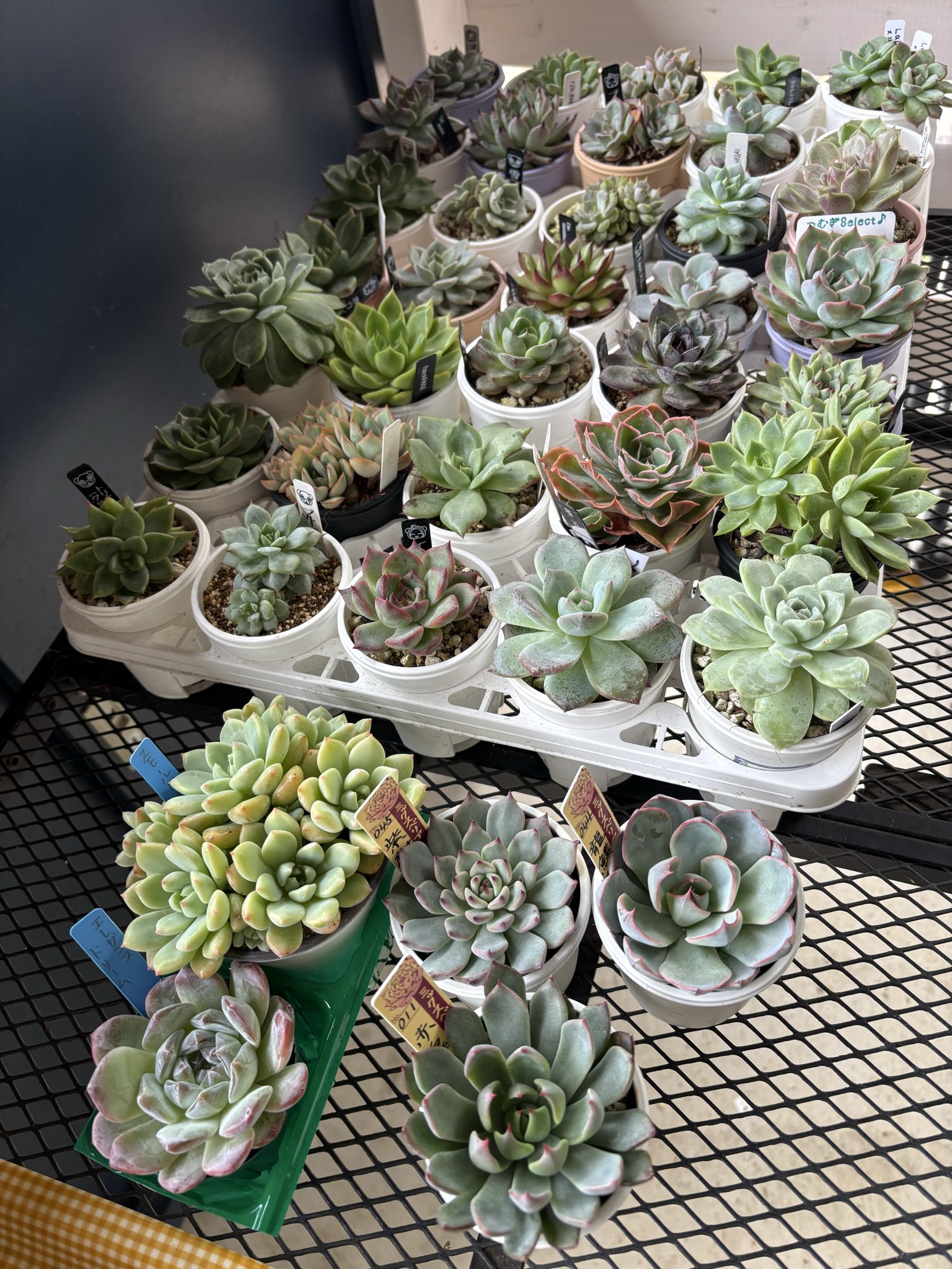 夏だから植え替え、アラマンダの苗木 当店一推し 成長早く夏から晩秋 夏だから植え替え、アラマンダの苗木 当店一推し 成長早く夏から晩秋