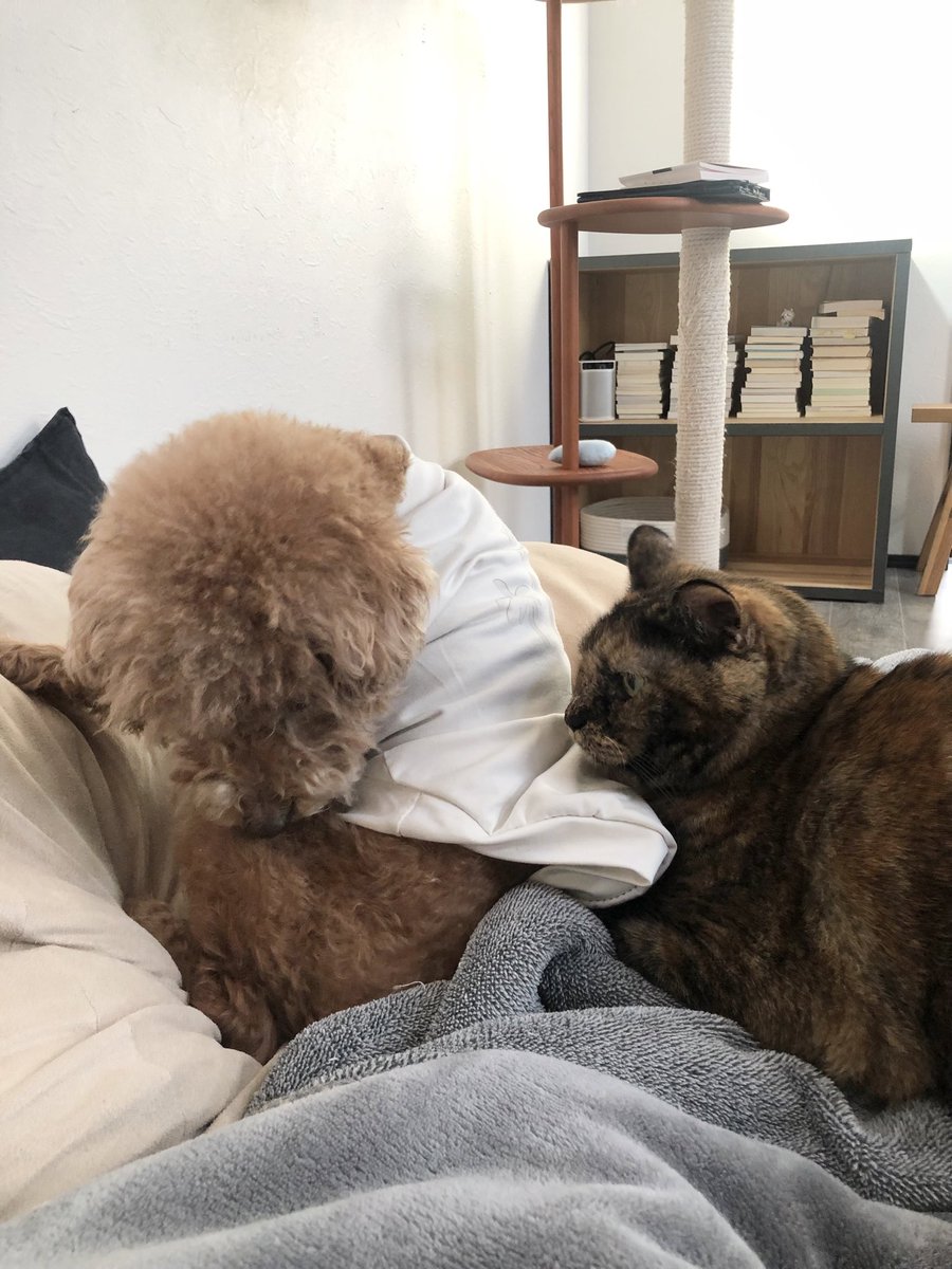 真は錆猫が好き サビ猫三姉妹 (@matsugorookoku) / Posts / X